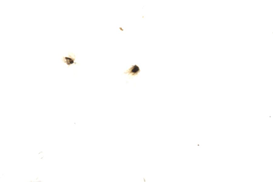 Image 113